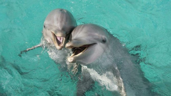 Самые счастливые дельфины те 1