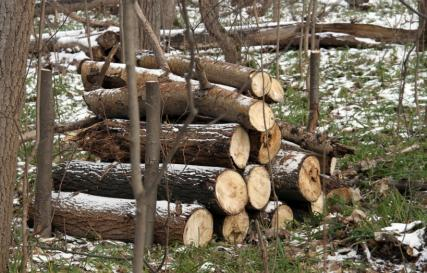 Разрешение на вырубку деревьев и леса