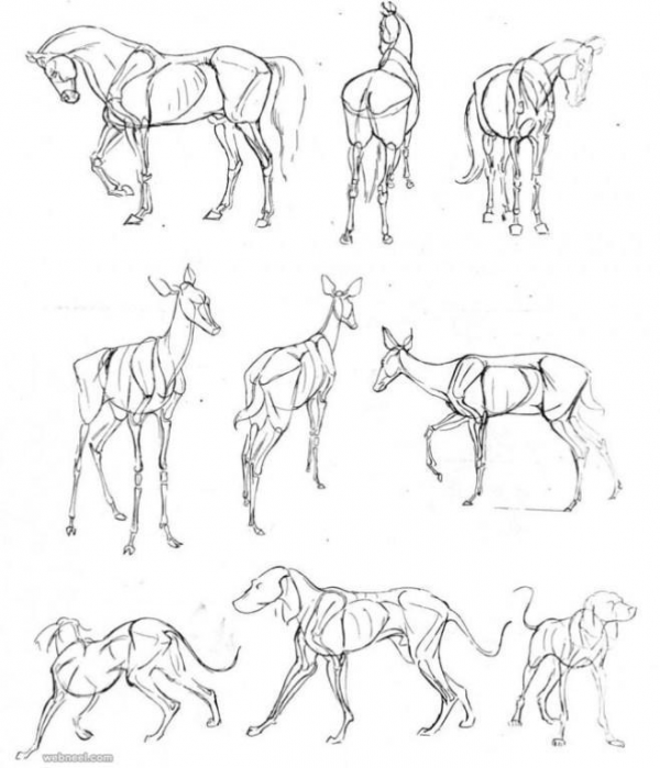 Приложение примерные схемы изображения животных для уроков в начальной школе 4
