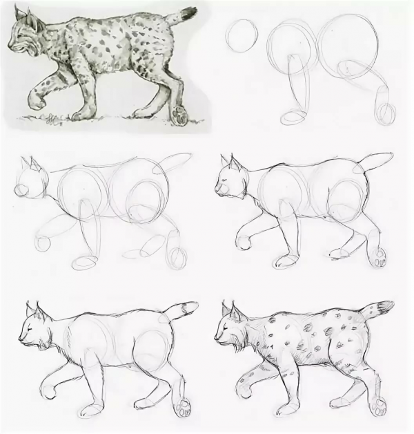Приложение примерные схемы изображения животных для уроков в начальной школе 5