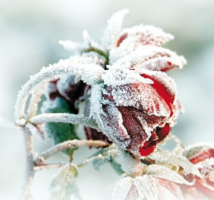 Первые заморозки - это первые6 сигналы природы о приближающейся зиме.
