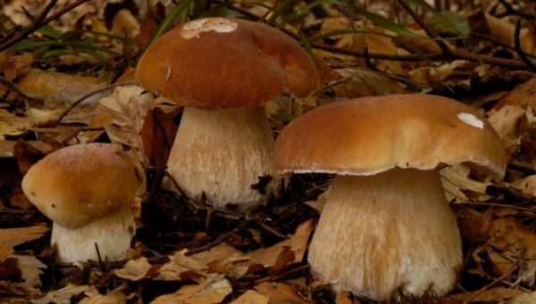 Описание внешнего вида белых грибов 1