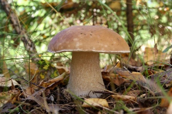 Описание внешнего вида белых грибов 5