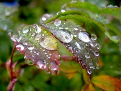 Кислотный дождь: значение, факты, причины, следствия и решения 1