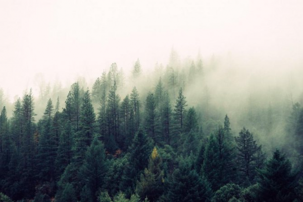 Почему нужно беречь лес?