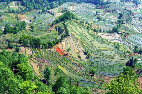  рисовые террасы в провинции юньнань китай  1