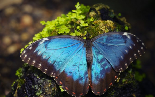 Бабочки и их образ жизни 1