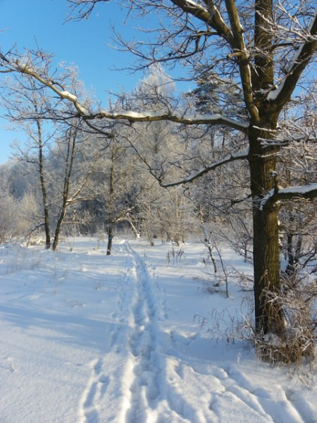 Сочинения на тему зима