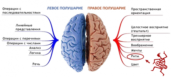  функции левого полушария мозга 1