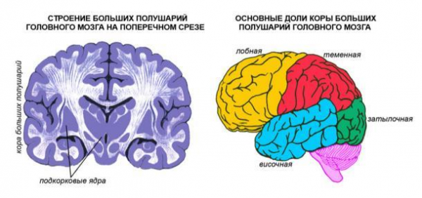 Рис левое и правое полушария головного мозга 1