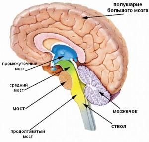 Рис функции отделов головного мозга  1
