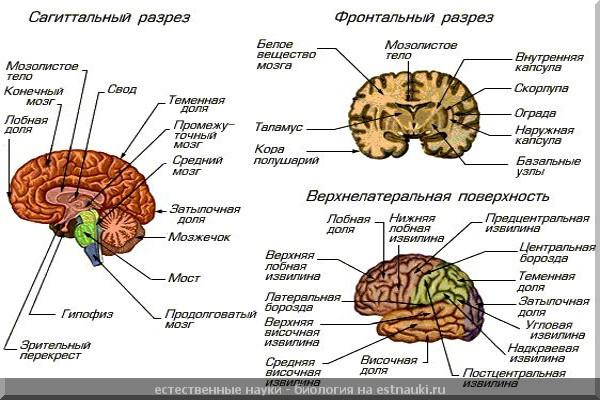 Рис структура головного мозга рисунок с названием отделов 1