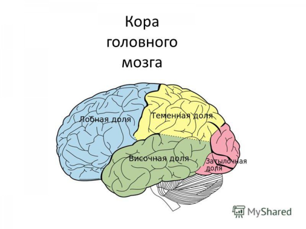 Рис структура головного мозга рисунок с названием отделов 2
