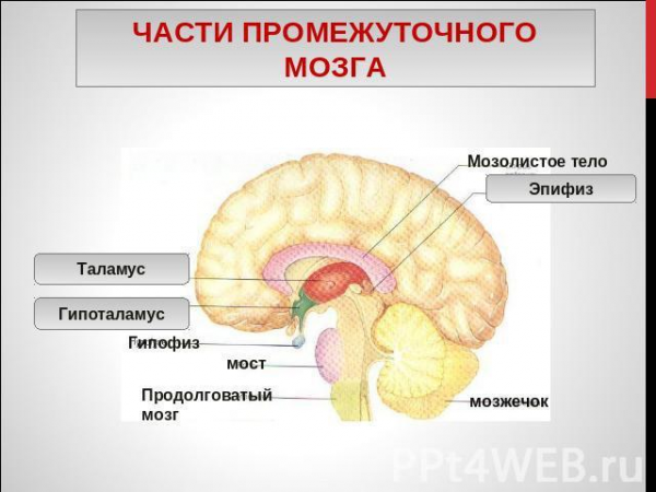  промежуточный мозг 1