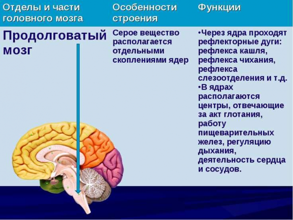 Рис средний мозг и его функции 1