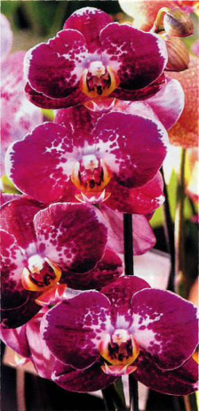 Мой любимый цветок орхидея 11
