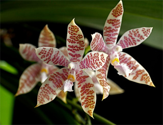 Мой любимый цветок орхидея 5