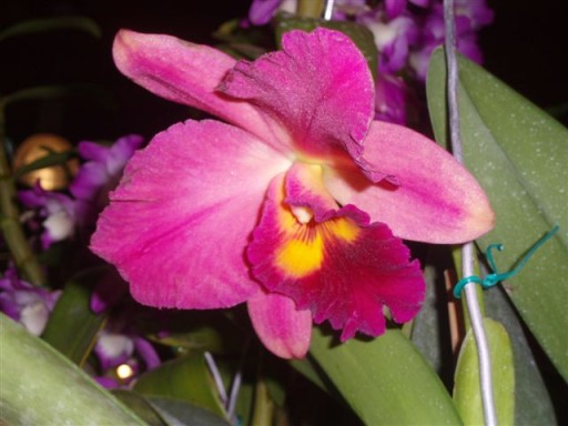 Мой любимый цветок орхидея 6