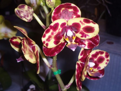 Мой любимый цветок орхидея 7