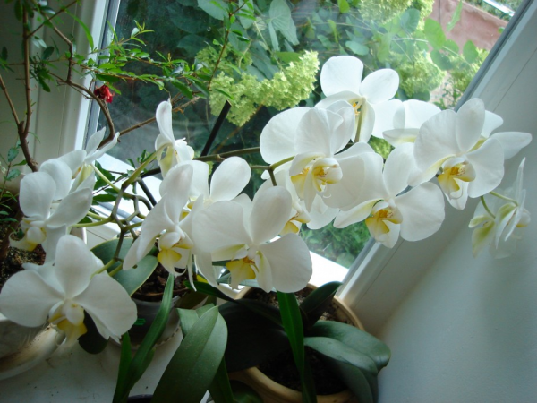 Мой любимый цветок орхидея 9