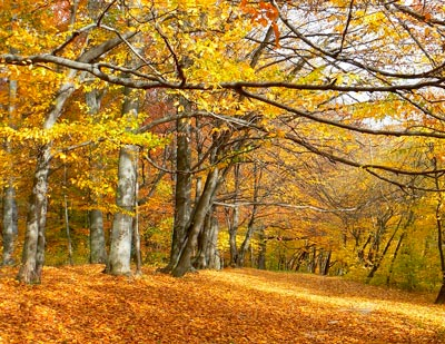 Лес осенью (Осенний лес)