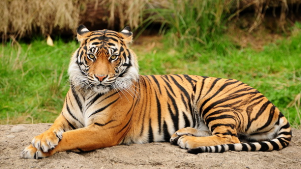 Краткое описание тигра  3