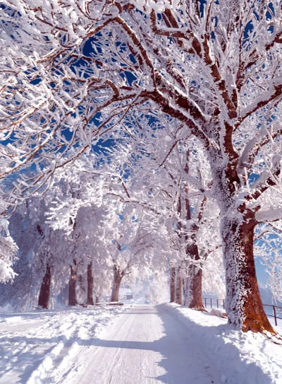 Сочинение на тему: “деревья зимой”