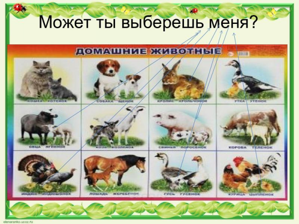 Презентация «Материалы к сочинению-описанию любимого животного», (5 класс) 22