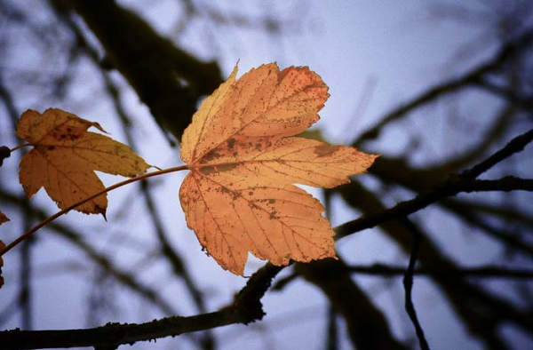 О чем расскажут осенние листья