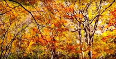 Описание осеннего леса сочинение на тему леса осенью 1