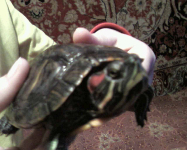 Мое любимое животное черепаха 1