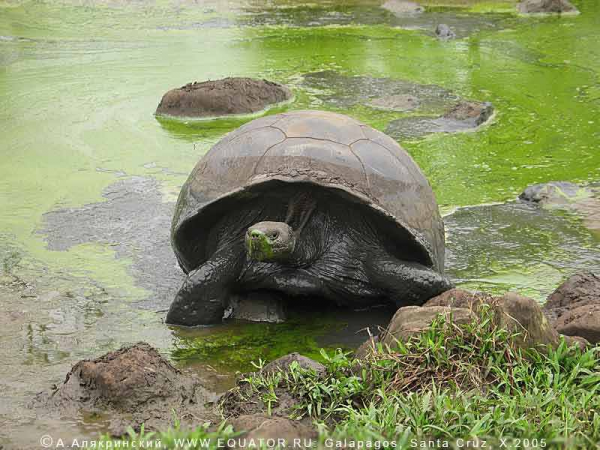 Галапагосская гигантская черепаха 1