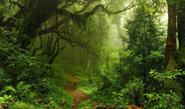 короткие сочинения про лес