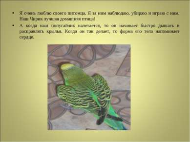 Говорливый попугай 10