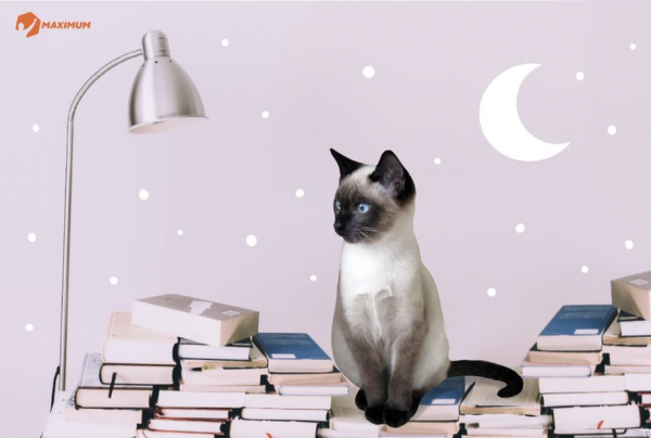 Настольная лампа и много книг. Среди книг сидит кот.
