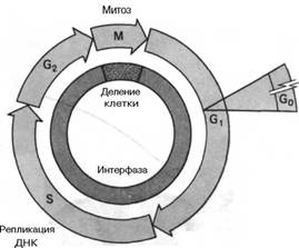Клеточный цикл 1