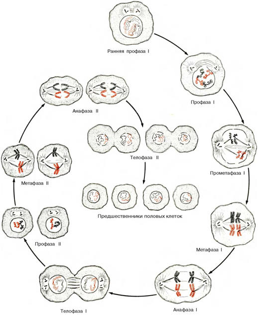 Клеточный цикл 2