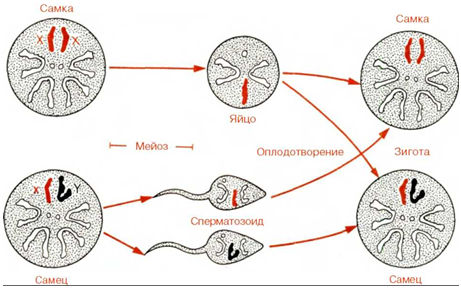 Строение хромосом 1