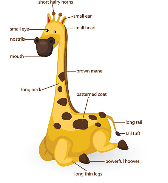 Дикие животные жираф  1