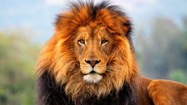 Почему лев царь зверей  1