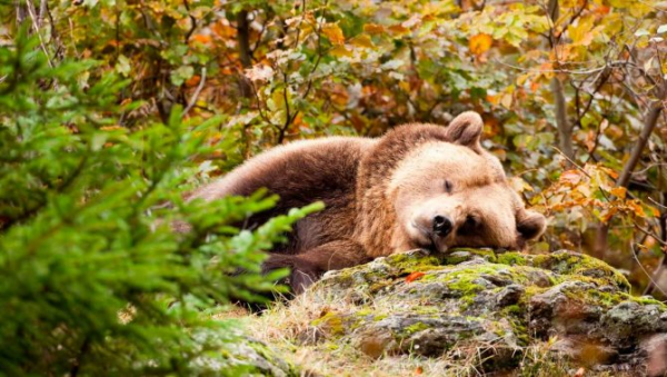 Зимняя спячка медведя 1