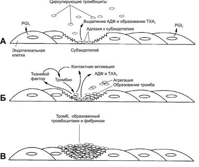Роль эйкозаноидов в тромбообразовании 1