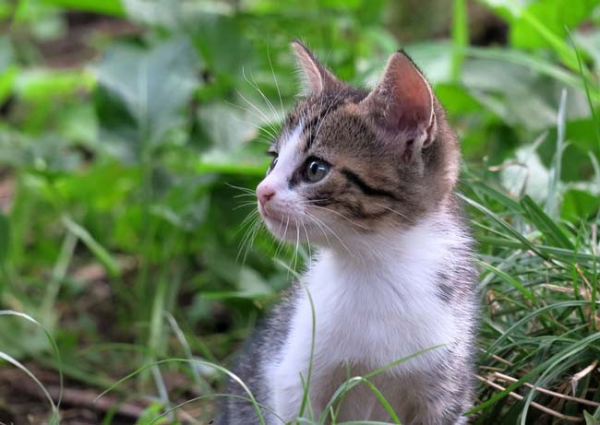 Котенок